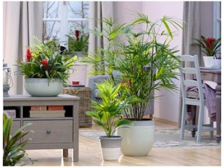 Растения для улучшения микроклимата дома: циперус, шеффлера, спарманния